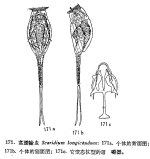 Scaridium longicauda
