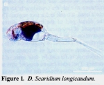 Scaridium longicauda