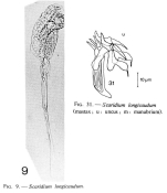 Scaridium longicauda