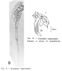 Scaridium longicauda