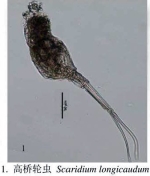 Scaridium longicauda