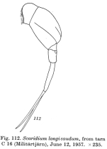 Scaridium longicauda