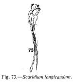 Scaridium longicauda