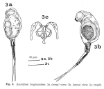 Scaridium longicauda