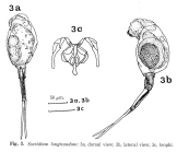 Scaridium longicauda