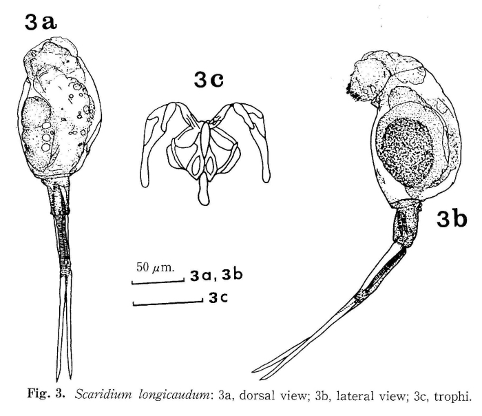 Scaridium longicauda Scaridium longicauda