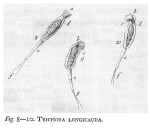 Scaridium longicauda