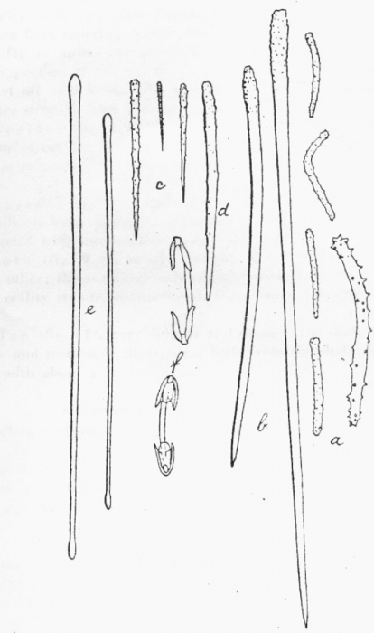 Plocamionida ambigua f. tylotata Plocamionida ambigua f. tylotata