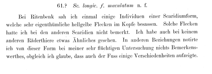 Scaridium longicauda f. maculatum - Original description image