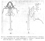 Scaridium montanum