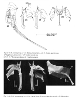 Scaridium montanum - Original description image