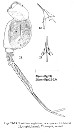 Scaridium neglectum - Original description image