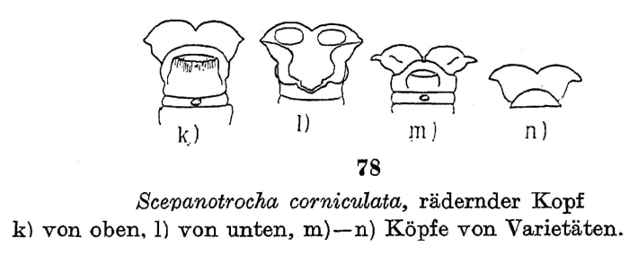 Scepanotrocha corniculata Scepanotrocha corniculata