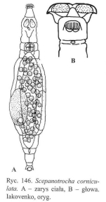 Scepanotrocha corniculata