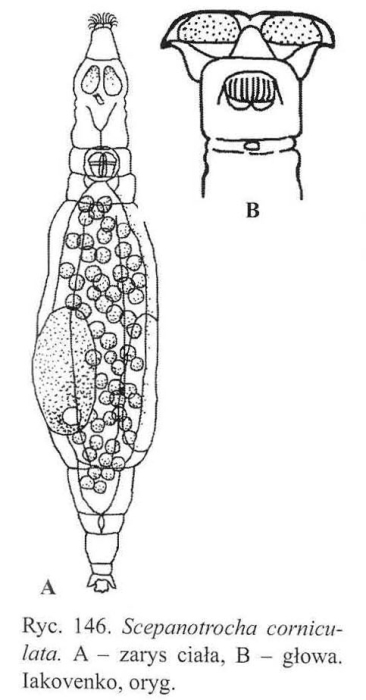 Scepanotrocha corniculata Scepanotrocha corniculata