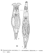 Scepanotrocha corniculata