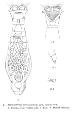 Scepanotrocha corniculata - Original description image