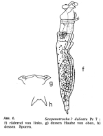 Scepanotrocha delicata