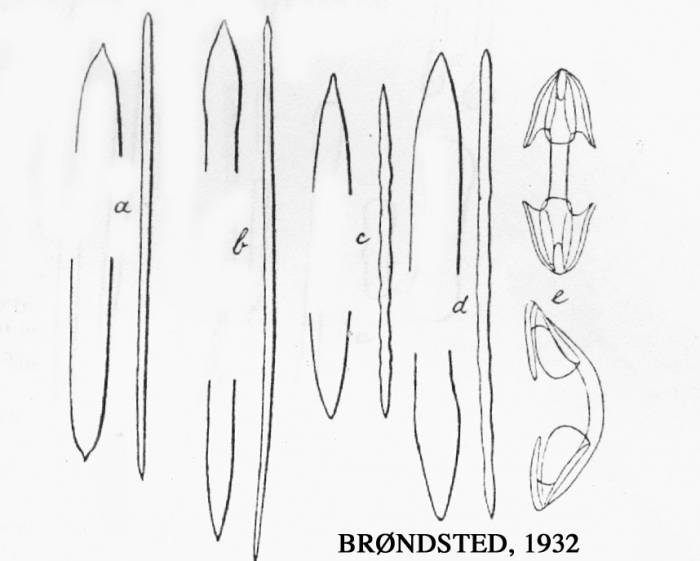 Plocamionida ambigua f. grandichelata Plocamionida ambigua f. grandichelata