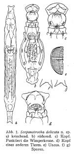 Scepanotrocha delicata - Original description image