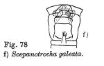 Scepanotrocha galeata