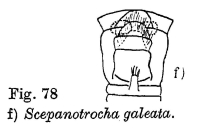 Scepanotrocha galeata
