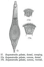 Scepanotrocha galeata - Original description image