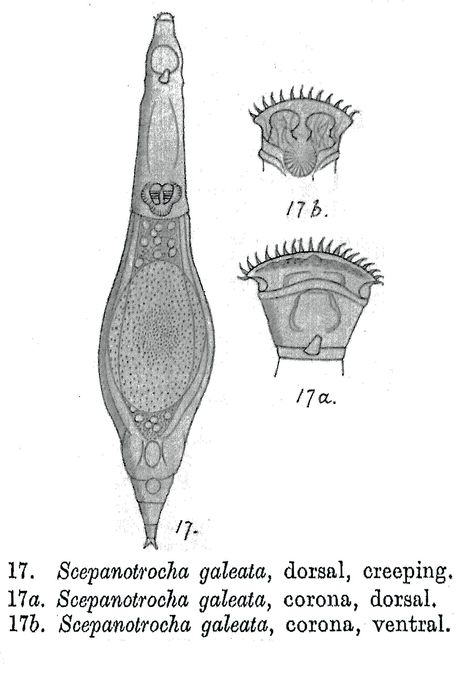 Scepanotrocha galeata - Original description image