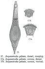 Scepanotrocha galeata