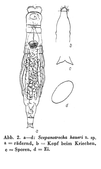 Scepanotrocha haueri - Original description image