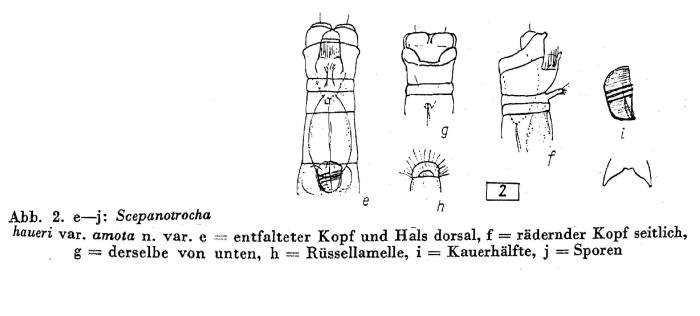 Scepanotrocha haueri amota - Original description image