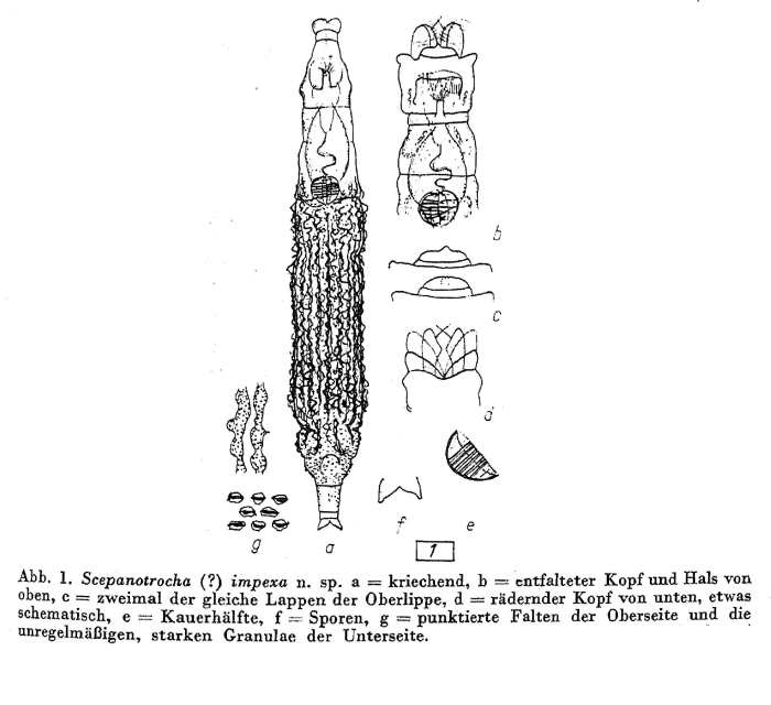 Scepanotrocha impexa Scepanotrocha impexa