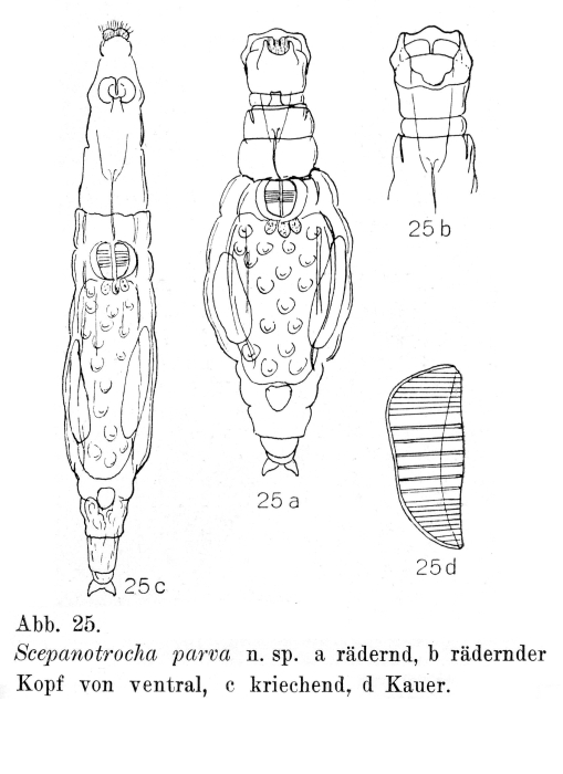 Scepanotrocha parva - Original description image