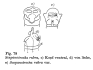 Scepanotrocha rubra