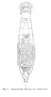 Scepanotrocha rubra