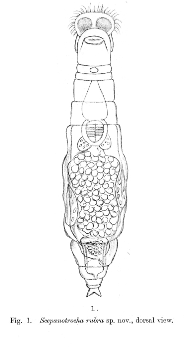 Scepanotrocha rubra Scepanotrocha rubra