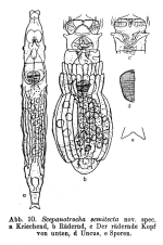 Scepanotrocha semitecta - Original description image