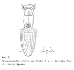 Scepanotrocha setifera