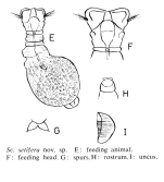 Scepanotrocha setifera - Original description image