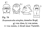 Scepanotrocha simplex