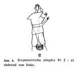 Scepanotrocha simplex