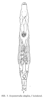 Scepanotrocha simplex