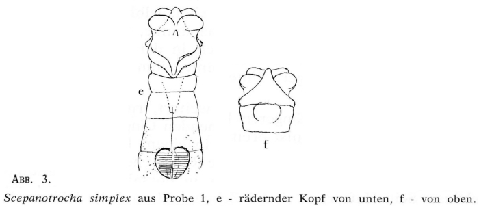 Scepanotrocha simplex Scepanotrocha simplex