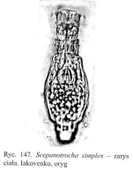 Scepanotrocha simplex