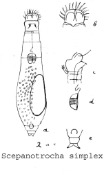Scepanotrocha simplex - Original description image