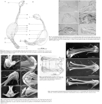Seison africanus - Original description image