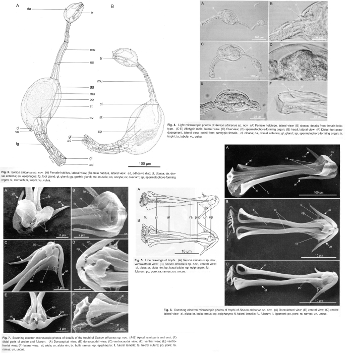Seison africanus - Original description image