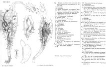 Seison grubei