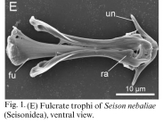 Seison nebaliae