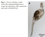 Seison nebaliae